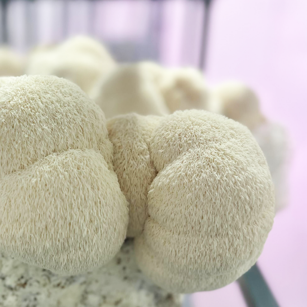 Beautiful Lion's Mane Mushrooms