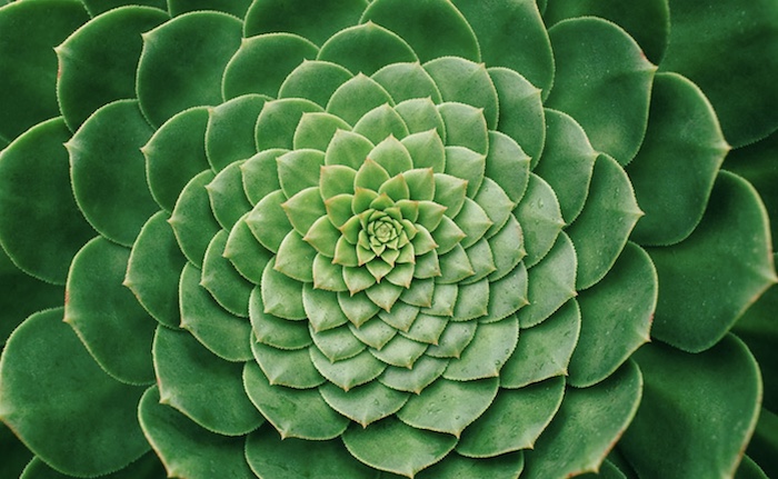 plant-spiral
